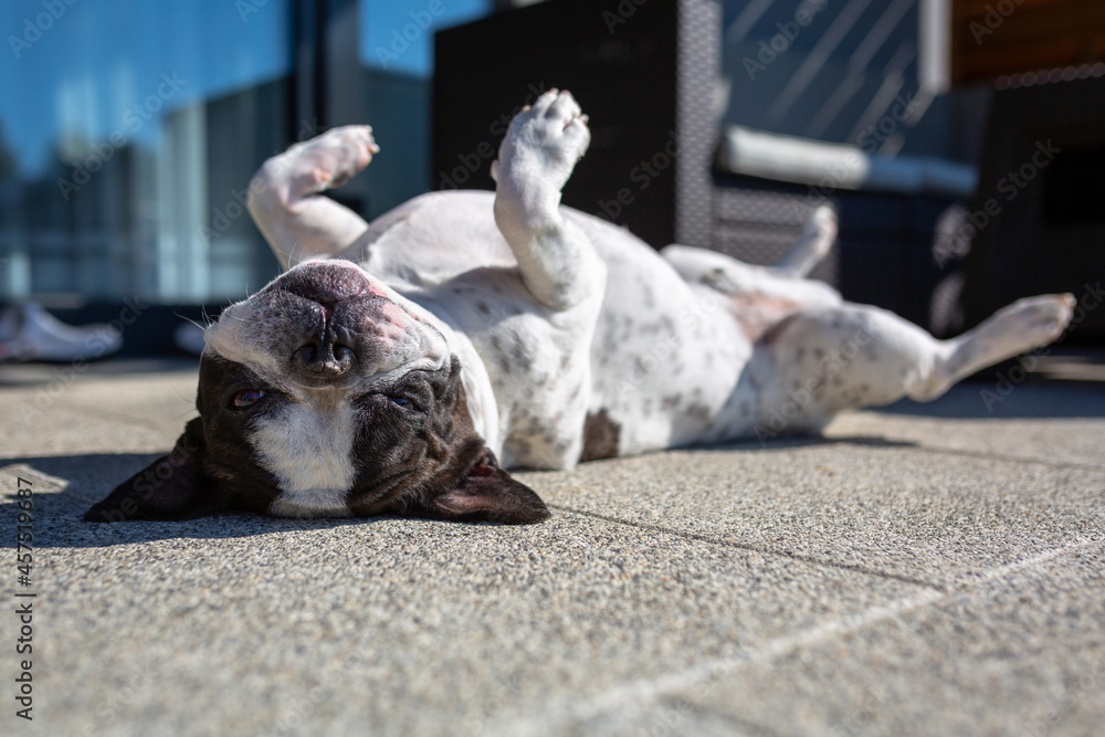 French bulldog lying on a garden terrace