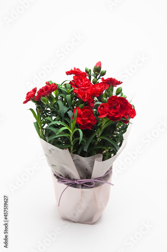 Fototapeta Naklejka Na Ścianę i Meble -  Red carnation in a vase on a white background