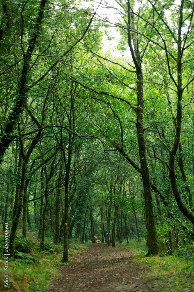 Bosque verdoso en el norte de España