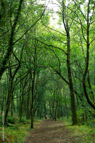 Bosque verdoso en el norte de España