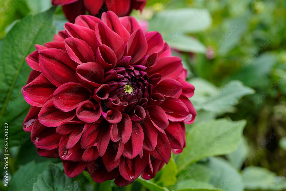 Beautiful, large burgundy colored dahlia flower growing in a flower garden.