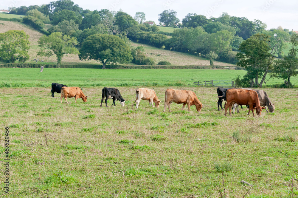 Cattle in a field, Somerset, England