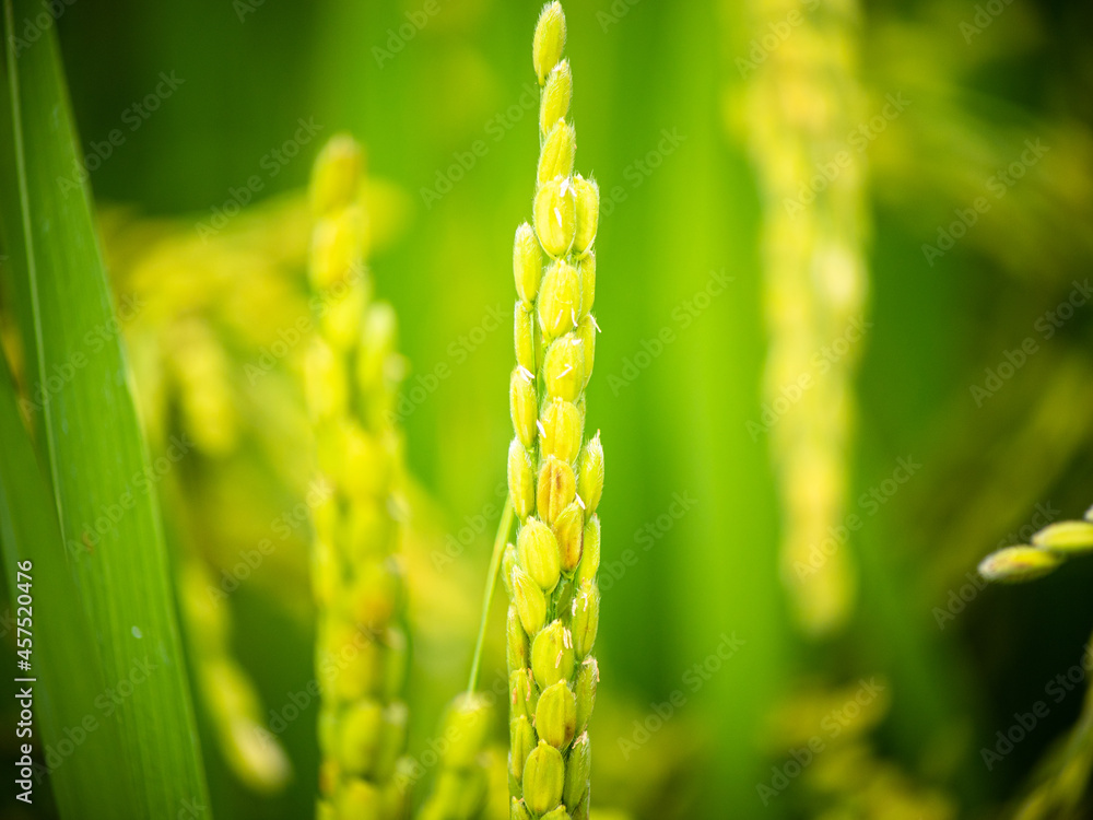 Close up of ear of rice organics rice white rice