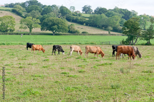 Cattle in a field, Somerset, England