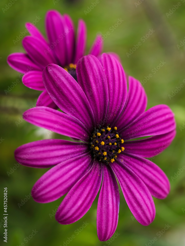 macrofotografía de una flor margarita de color rosa lila