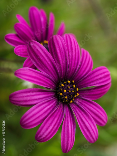 macrofotograf  a de una flor margarita de color rosa lila