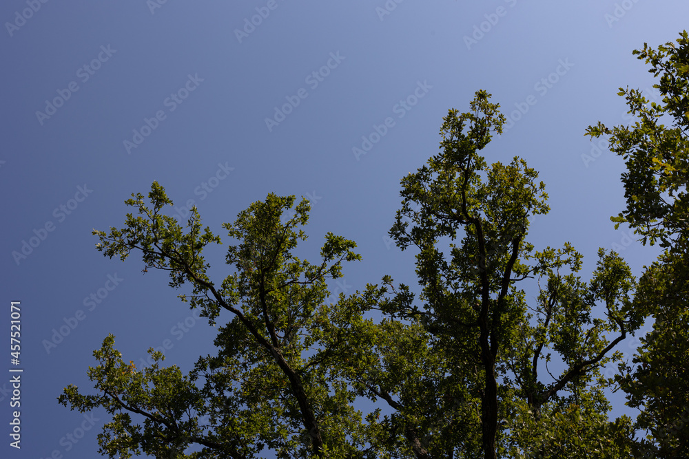 Oak leaves with sunshine