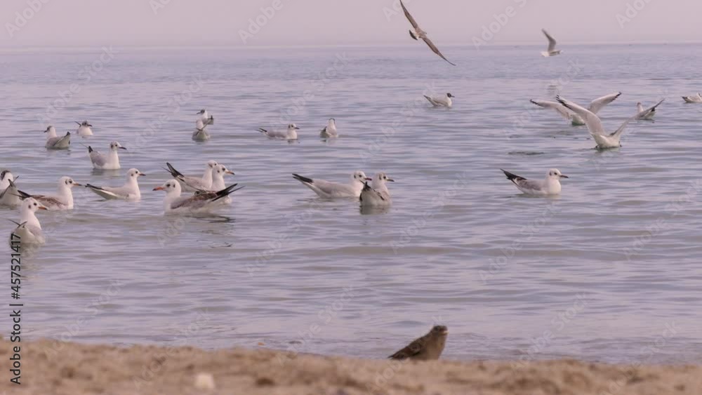In autumn, the seashore becomes empty, people leave and many birds arrive. Black sea coast (Ukraine). In autumn, the seashore becomes empty, people leave and many birds arrive. Black sea coast (Ukraine).