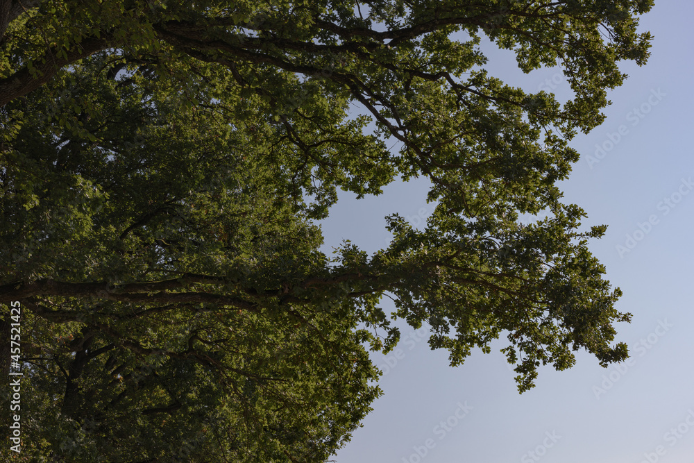 Fototapeta premium Oak leaves with sunshine
