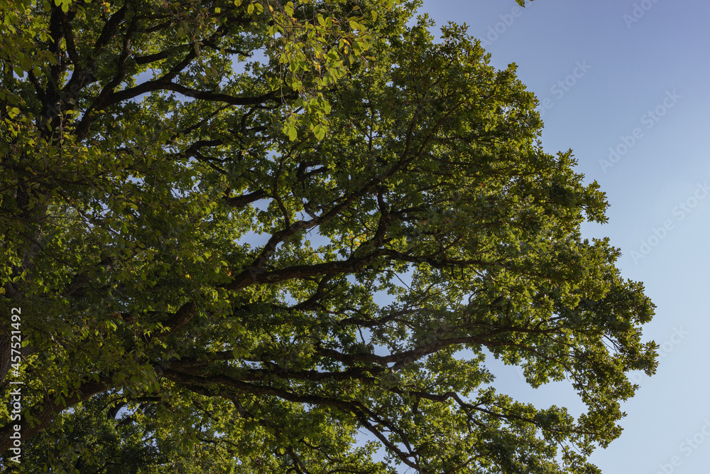 Fototapeta premium Oak leaves with sunshine