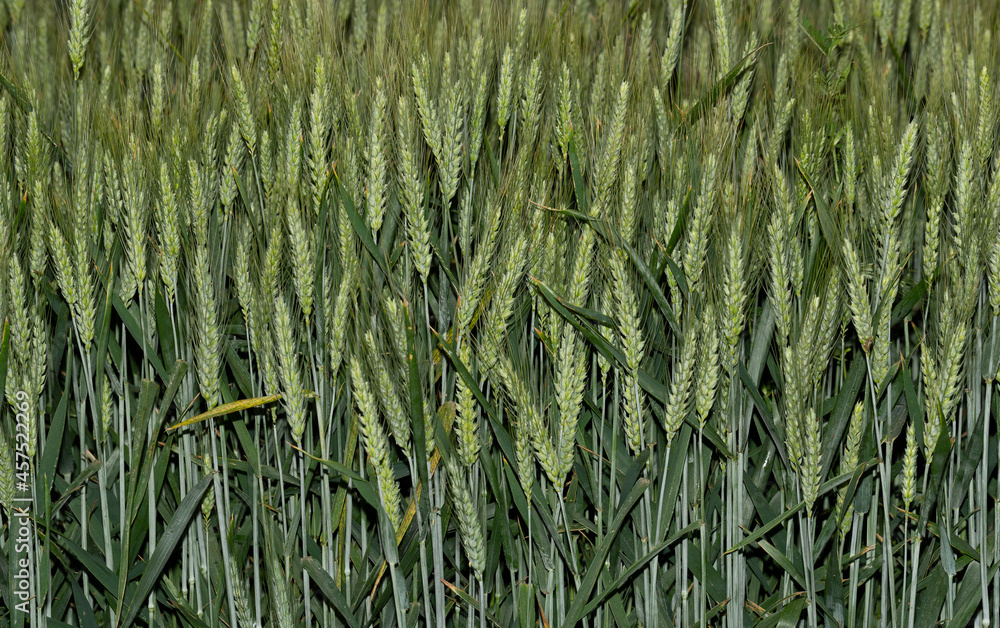 Obraz premium Green cereals during flowering. Grain field. Space for wheat. Land for agricultural purposes. Food base of the human race.