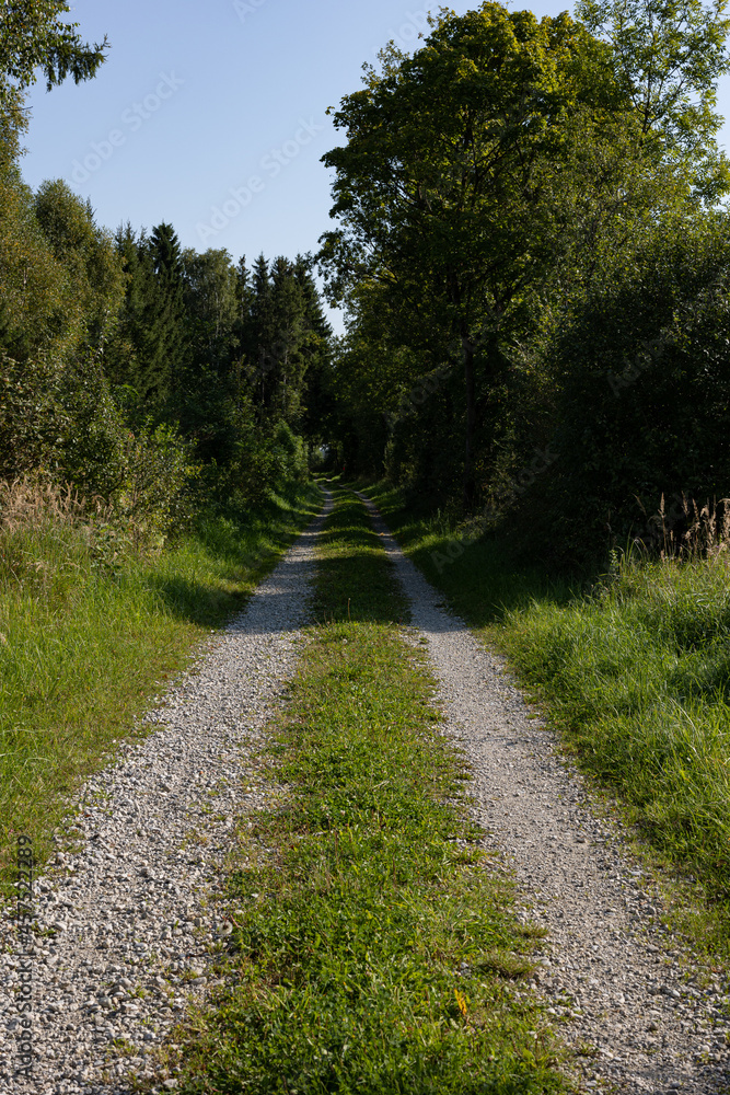 sunny forest path