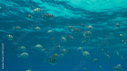 Tropical fishes of various species feeds in the surface water rich in plankton. Visually distinguishable plankton-rich water layer (rarely seen phenomenon).  photo