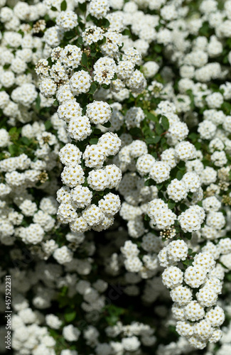 Spiraea vanhouttei-Van Houtte's spiraea. The ornamental shrub blooms with white flowers.