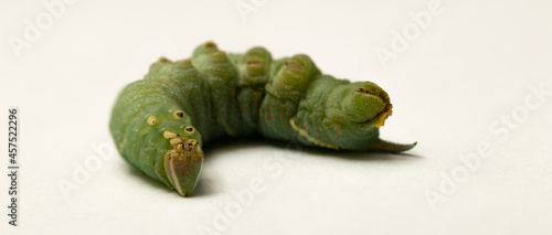 Mimas tiliae, the lime hawk-moth, is a of the family Sphingidae. Large green caterpillar before pupation. photo