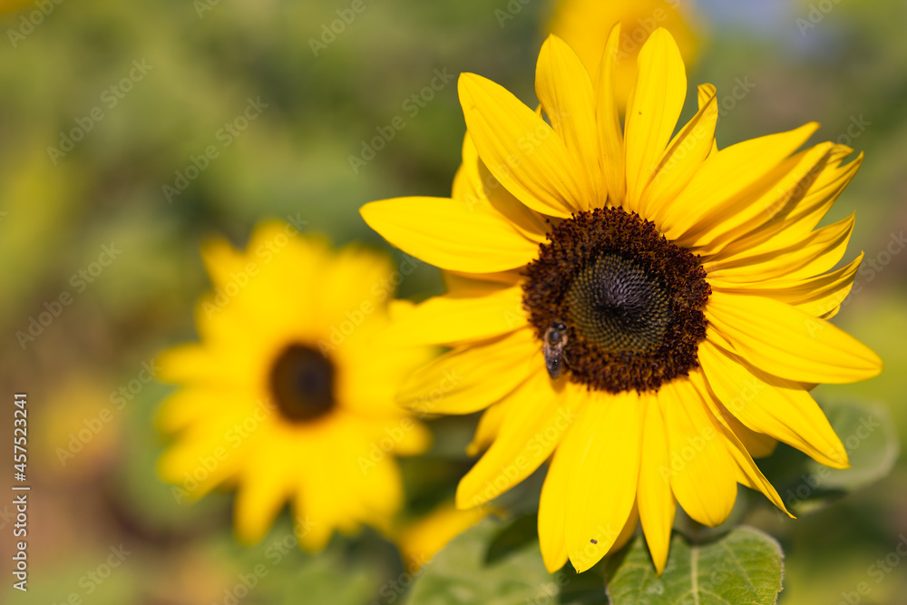 Sunflower with bee