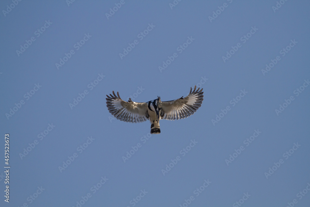 Obraz premium Pied Kingfisher (Ceryle rudis) flaps its wings in the air