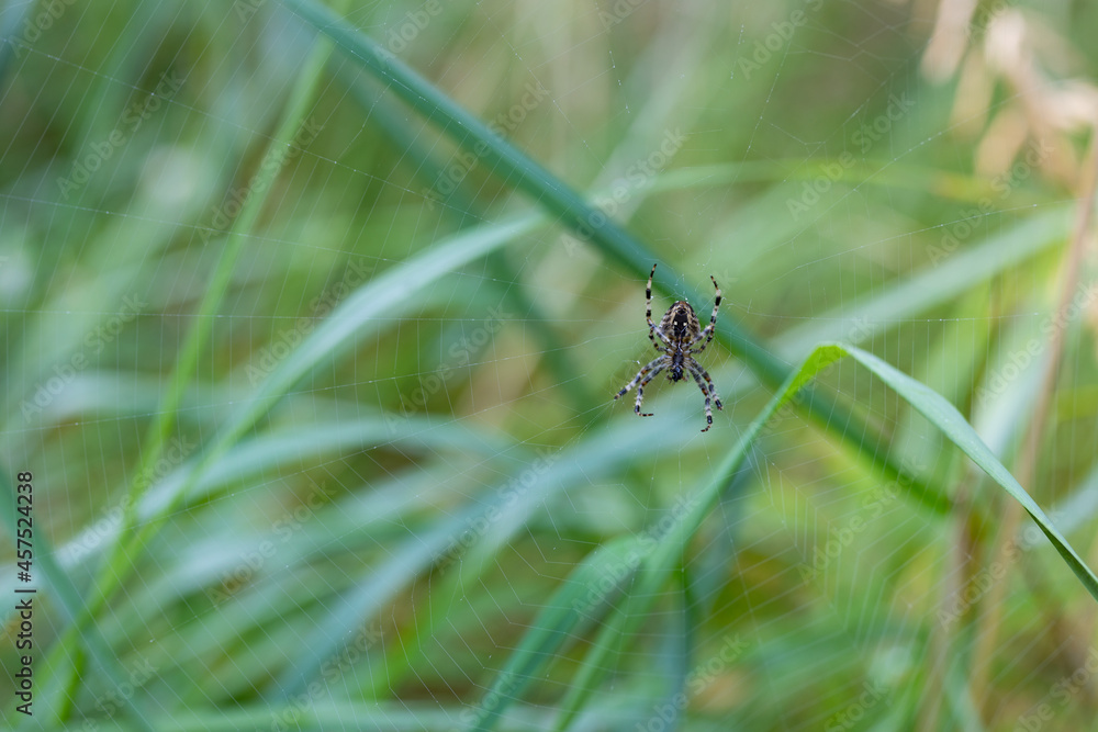 Spider in the web Spider in the web