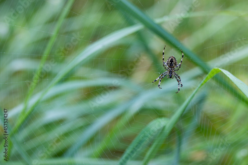 Spider in the web