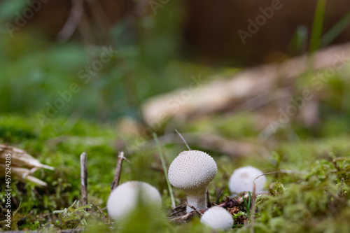 Mushrooms in the moss © Melanie