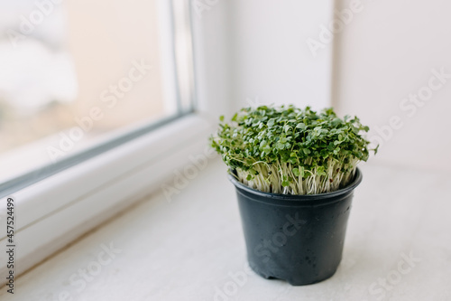 Pot with fresh microgreen arugula on windowsill.