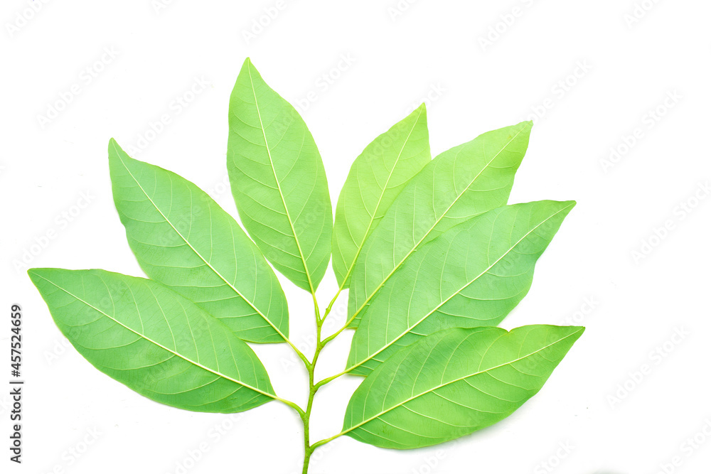 Fototapeta premium Annona leaves, isolated on a white background.