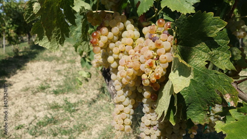 Uva Verdicchio Marche