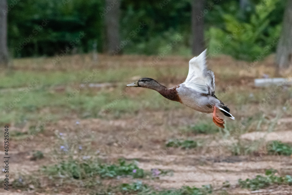 Fototapeta premium mallard duck flying in a park
