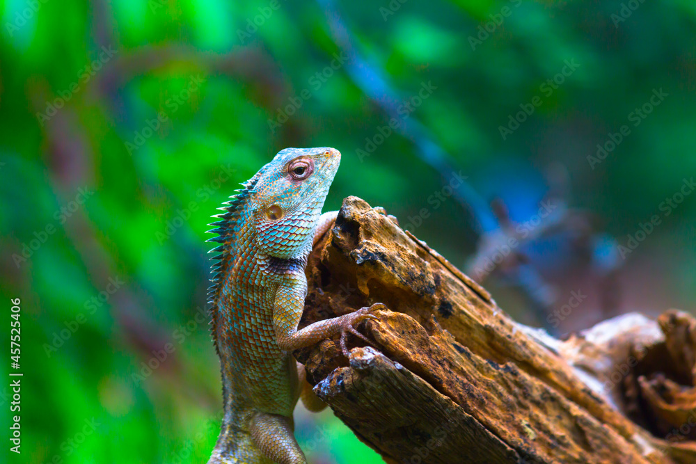 Fototapeta premium The oriental garden lizard, eastern garden lizard, bloodsucker or changeable lizard resting on the plant branch in its natural environment 