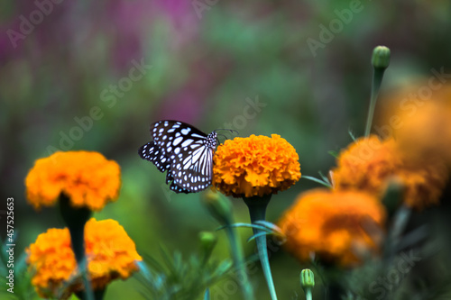 Blue spotted milkweed butterfly or danainae or milkweed butterfly feeding on the Marigold flower plants during springtime 