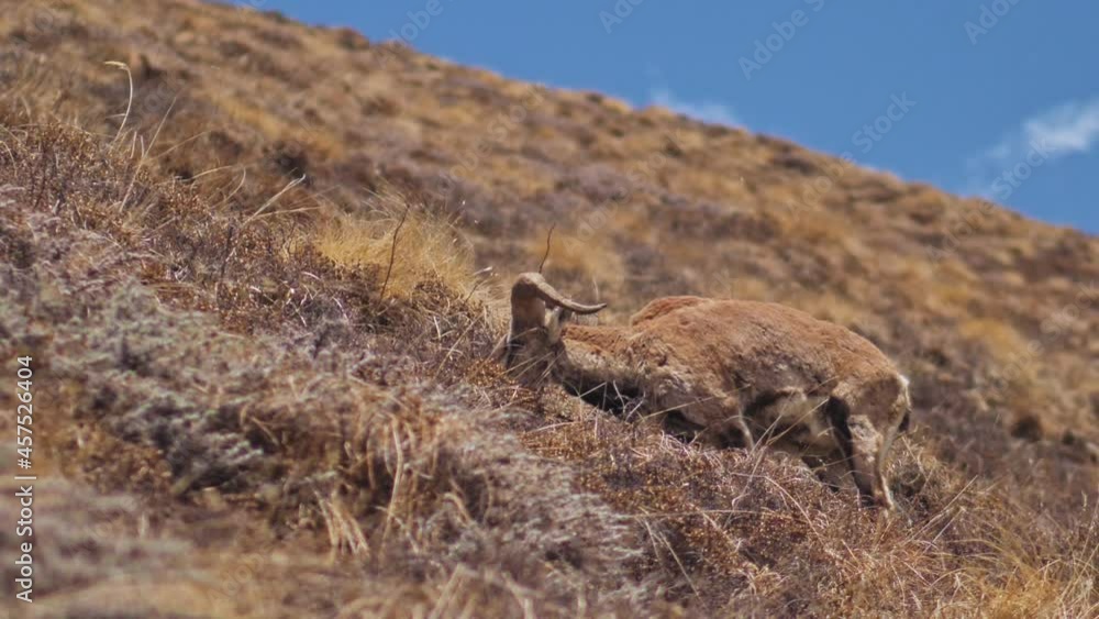 Himalayan blue sheep (bharal) graze on highland slope, eat dry grass, Nepal Himalayan blue sheep (bharal) graze on highland slope, eat dry grass, Nepal