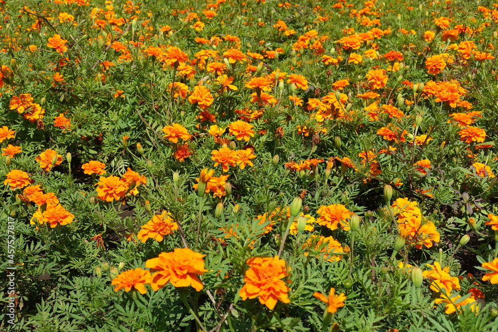 Midsummer flowers - orange Tagetes patula in full bloom in July