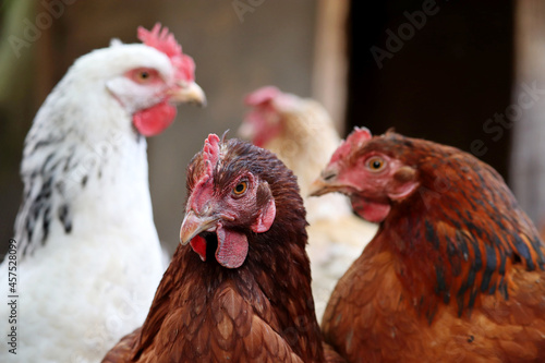 Chickens on a farm, poultry in village. Brown and white hens in a coop