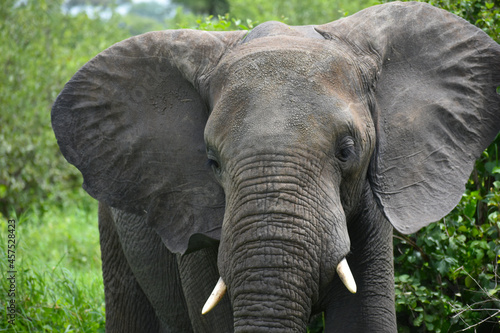 wild free animal elephants in africa. national reserve with animals. protection of elephants