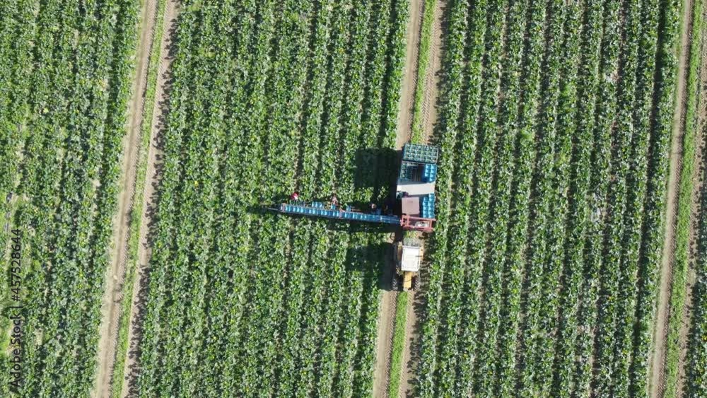 Aerial drone fast forward of tractor driving on a vegetable field with seasonal workers behind who are picking vegetables and putting into a crate that goes on a conveyor belt Aerial drone fast forward of tractor driving on a vegetable field with seasonal workers behind who are picking vegetables and putting into a crate that goes on a conveyor belt