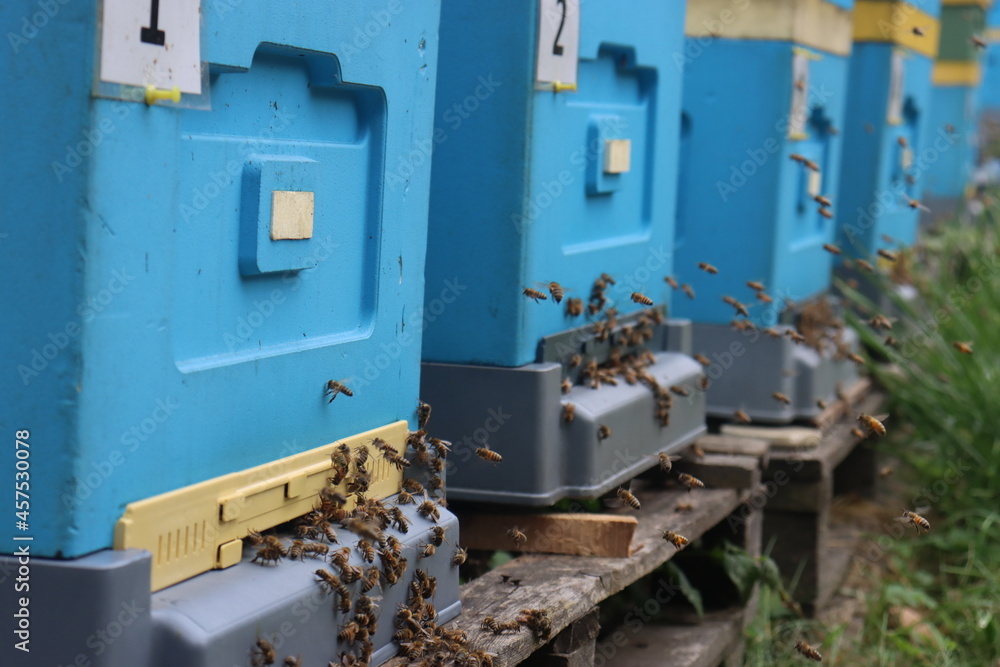 bees fly in the apiary at the end of August. Honey bees collect pollen in Poland's fields