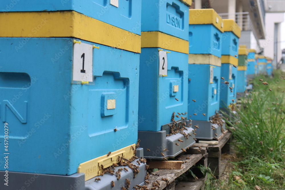 bees fly in the apiary at the end of August. Honey bees collect pollen in Poland's fields bees fly in the apiary at the end of August. Honey bees collect pollen in Poland's fields