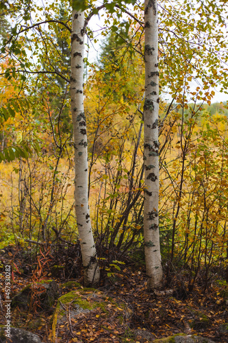 Birch stems with autumn colored leaves
