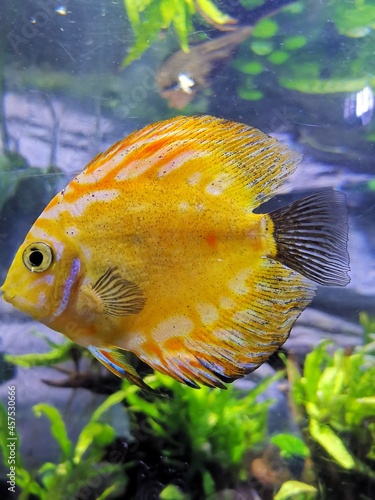 yellow Discus fish