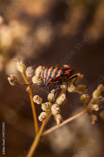 Macro of a red and black striped bug (Graphosoma italicum) on a plant