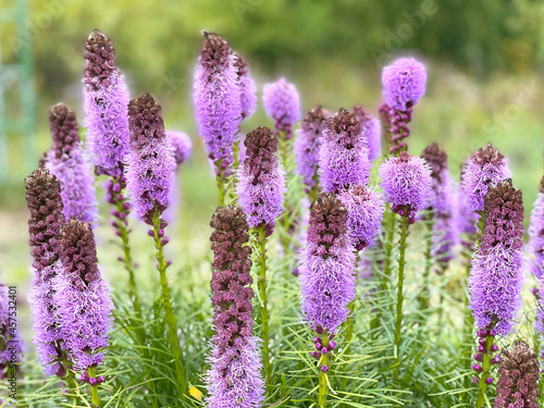 Tall lilac flowers in a garden. Liatris spicata. photo