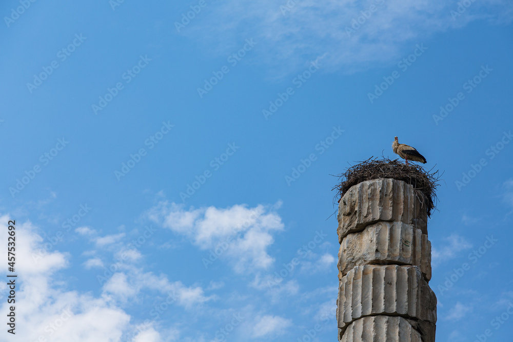 トルコ　エフェソスの古代都市遺跡のアルテミス神殿の円柱と上に作られた鳥の巣