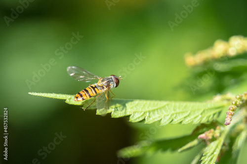 Fotografie Hoverfly perched on a green leaf