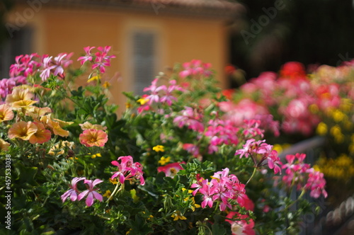 flowers in the garden