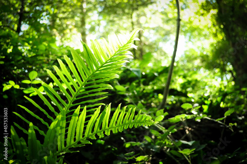 fougères dans la forêt