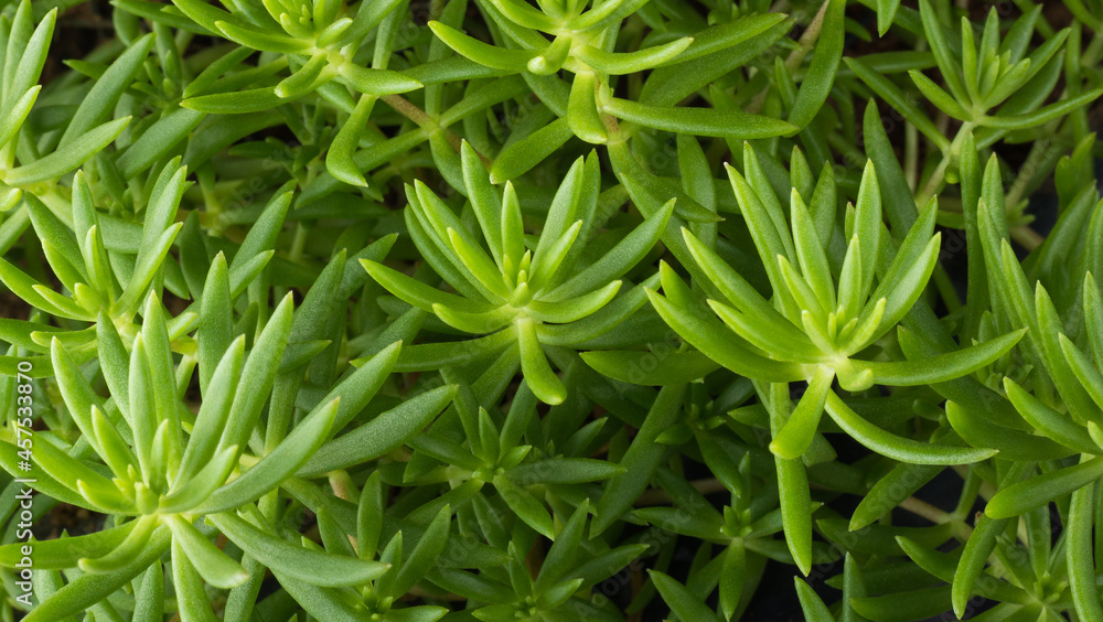 tropical green portulaca or moss rose leaves foliage abstract, wallpaper or backdrop, closeup view of natural background texture for designing tropical green portulaca or moss rose leaves foliage abstract, wallpaper or backdrop, closeup view of natural background texture for designing