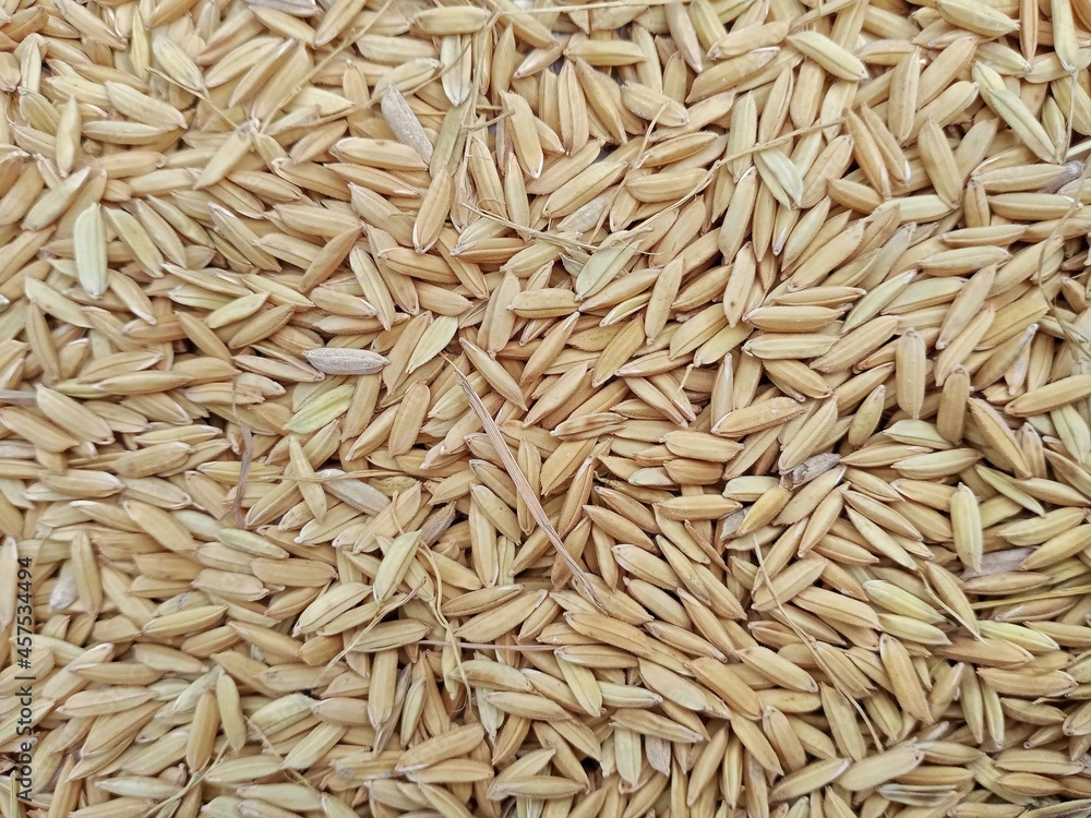 background of rice background of rice