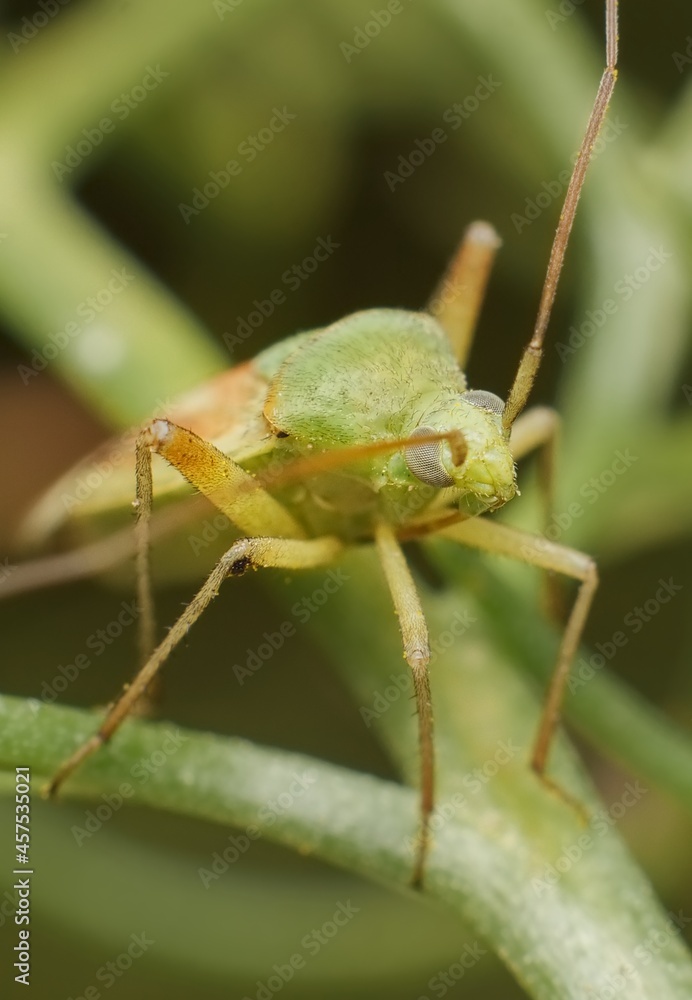 green Orthotylus in great detail green Orthotylus in great detail