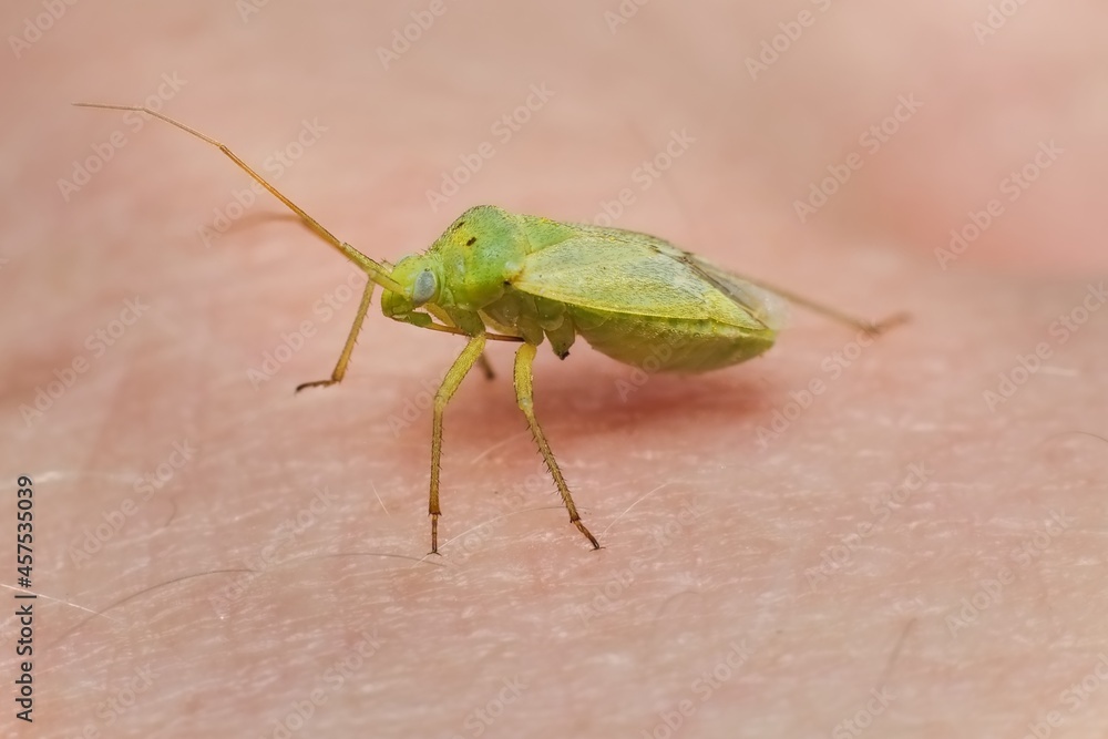 green Orthotylus in great detail green Orthotylus in great detail