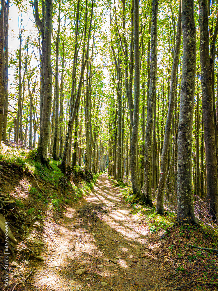 Obraz premium Cammino Foreste Sacre